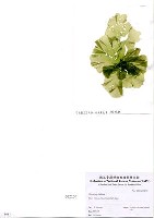 藏品(孔石蓴)的圖片